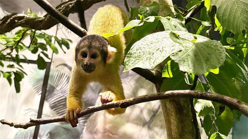 Neun weibliche Totenkopfaffen sind in ihr neu gestaltetes Gehege im Dschungel-Revier in Hagenbecks Tierpark gezogen. Es wurde in den vergangenen Monaten umgebaut und bepflanzt.