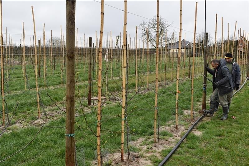 Neupflanzungen: Auf einer 2019 angelegten Plantage mit Apfelbäumen der Sorte „Fräulein“ (GS 66) in Jork-Hinterdeich wird die Frostschutzberegnungsanlage installiert. Foto: Vasel