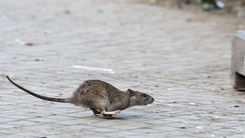 New Yorks Kampf gegen die Ratten zeigt nach Angaben der Stadtreinigung Erfolge. (Archivbild)