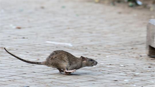 New Yorks Kampf gegen die Ratten zeigt nach Angaben der Stadtreinigung Erfolge. (Archivbild)
