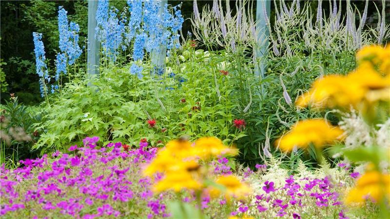 Was Ihr Garten im Sommer braucht Nicht alle Blumen benötigen im Sommer einen Rückschnitt, aber beim Rittersporn ist es ratsam.
