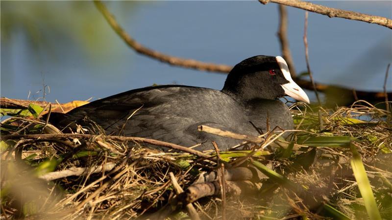 Nicht angeleinte Hunde können Vögel beim Brüten stören.