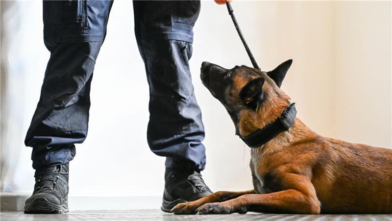 Nicht immer ist es leicht zu erkennen, wenn Tiere leiden. (Symbolbild)