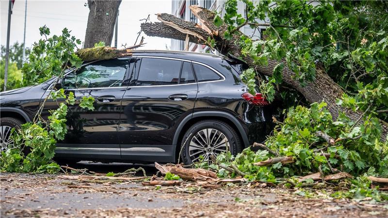 Nicht immer sind es Herbststürme, die große Schäden anrichten - hier ist ein komplett belaubter Baum auf ein Auto gestürzt.