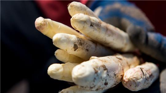 Nicht mehr lange, dann können wir leckeren Spargel aus dem Landkreis Stade genießen (Symbolbild).