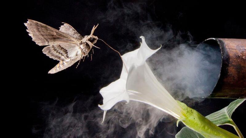 Verschmutzte Luft lässt Insekten Blüten nicht mehr finden Nicht nur Lärm und künstliches Licht beeinflussen das Verhalten von Tieren, sondern auch vom Menschen freigesetzte Substanzen.