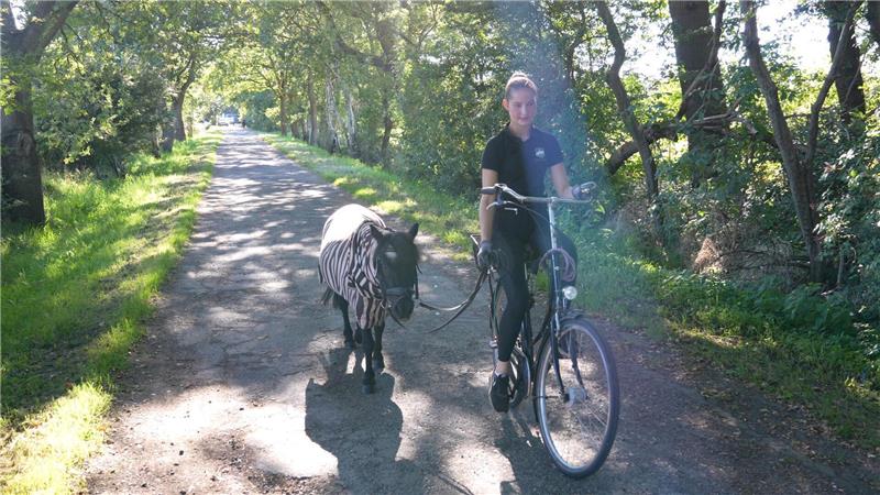 Dieser neue Pferde-Trend macht auch den Reitern Spaß Nicht nur Spaziergänge mit Pferd liegen im Trend, die 19-jährige Anna fährt mit Shetlandpony Nina sogar Fahrrad. Foto: Overschmidt