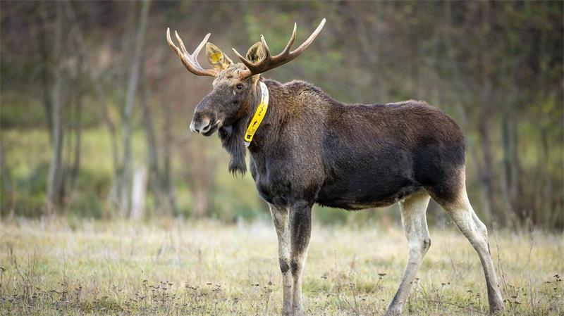 Nicht nur die Wissenschaftler trauern um ihn - auch für Menschen im Naturpark ist sein Tod ein Verlust. (Archivbild)
