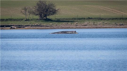 Nicht nur heute, sondern schon vor Jahrhunderten bewegte das Auftauchen von Walen an der Ostseeküste die Menschen stark. Der Blick hat sich aber gewandelt. (Archivbild)