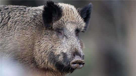 Nicht nur unter Wildschweinen breitet sich die Afrikanische Schweinepest aus, auch Hausschweine sind bedroht.