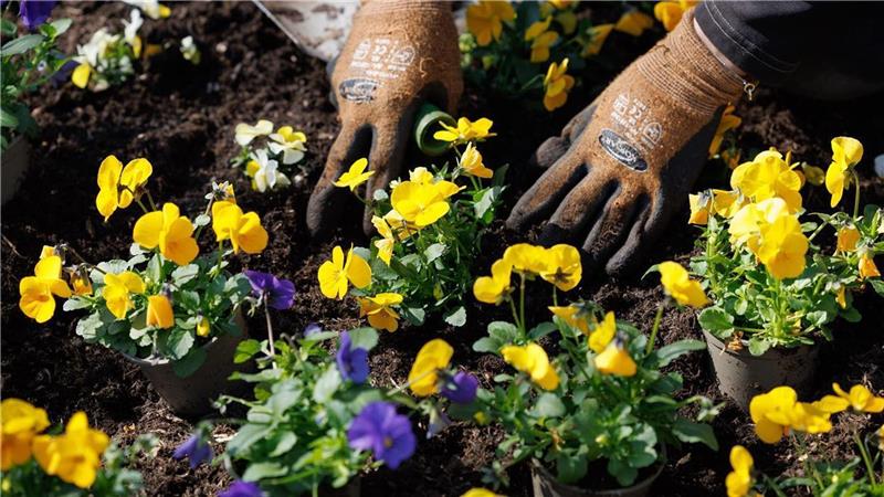 Nicht wenige Eigenheim-Besitzer schreckt die Arbeit, die ein Garten macht. Deshalb legen sie sich Schotter in den Vorgarten. Doch es gibt pflegeleichte Alternativen. Foto: picture alliance/dpa