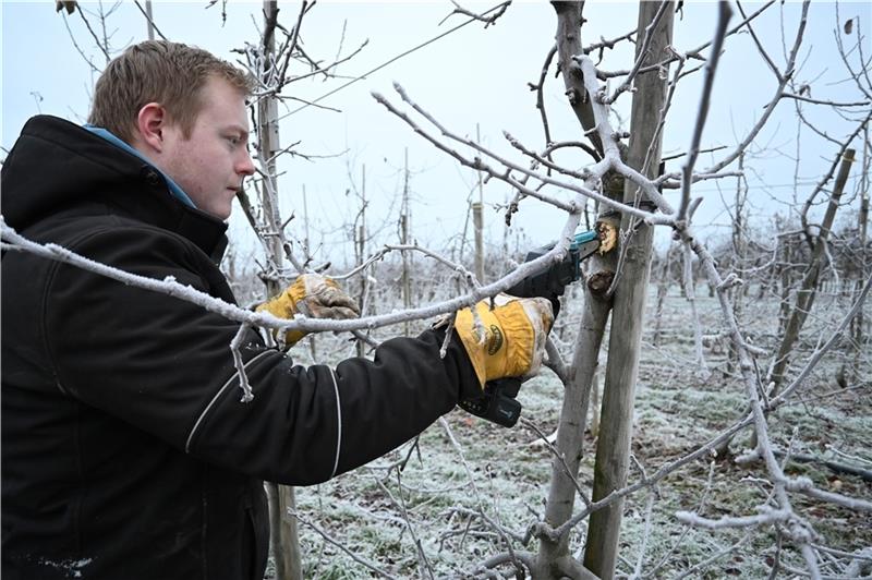 Nick Köpcke bekämpft Obstbaumkrebs in einer Apfelplantage – mit der Handsäge. Fotos: Vasel