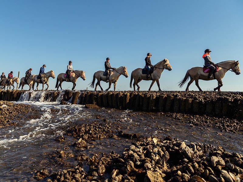 Niedersachsen, Cuxhaven: Ein Gruppe von Reitern reitet am Mittag bei Ebbe und schönem Wetter mit Pferden durch einen Priel im Watt. Foto: Mohssen Assanimoghaddam/dpa