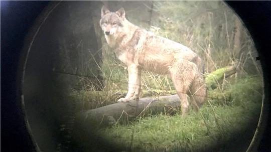Niedersachsen ist bundesweit Wolfsland Nummer eins. (Symbolbild)