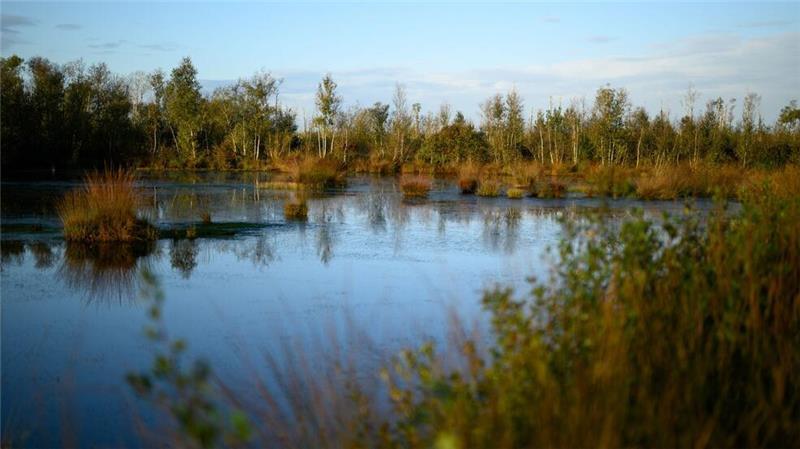 Niedersachsen will Moore vernässen Niedersachsen verstärkt den Moorschutz. (Archivbild)