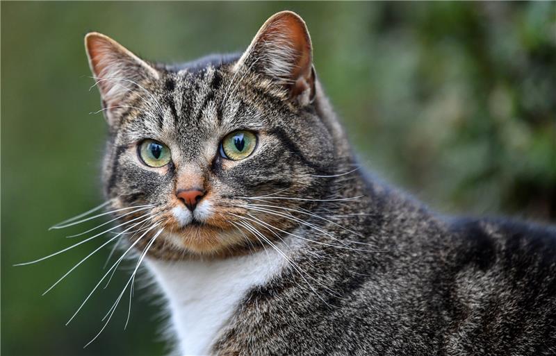 Niedersachsens Landtag hat nun der Kastrationspflicht für Katzen zugestimmt (Symbolbild). Foto: Patrick Pleul/dpa-Zentralbild/dpa