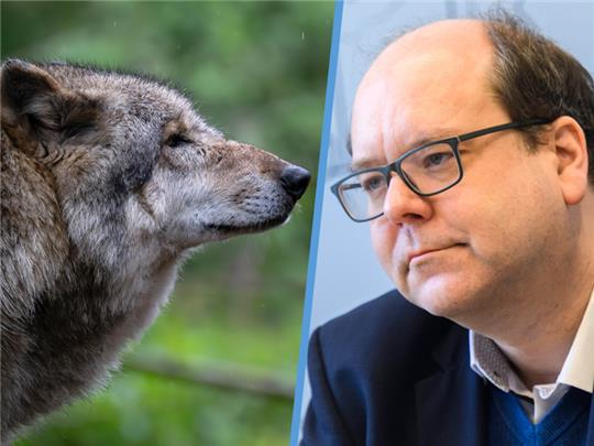 Niedersachsens Umweltminister Christian Meyer wird am Freitag den Kreis Stade besuchen, um mit von Wolfsrissen betroffenen Weidetierhaltern zu sprechen . Fotos: dpa