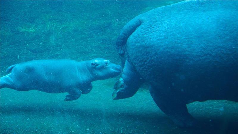 Niedlicher Nachwuchs in Berlin: Flusspferd-Jungtier und Mama Nala erkunden das Wasserbecken.