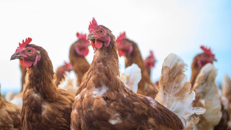 Im Wald ausgesetzt: Polizei fängt 15 Hühner ein – keine Spur vom Besitzer Niemand gab sich als Besitzer oder Besitzerin der Hühner erkannbar. (Symbolbild)