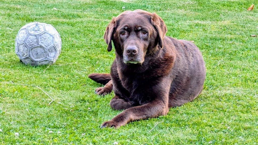 Nike (11) wird wie immer nach einem frühen Frühstück in Stade lange schlafen und...