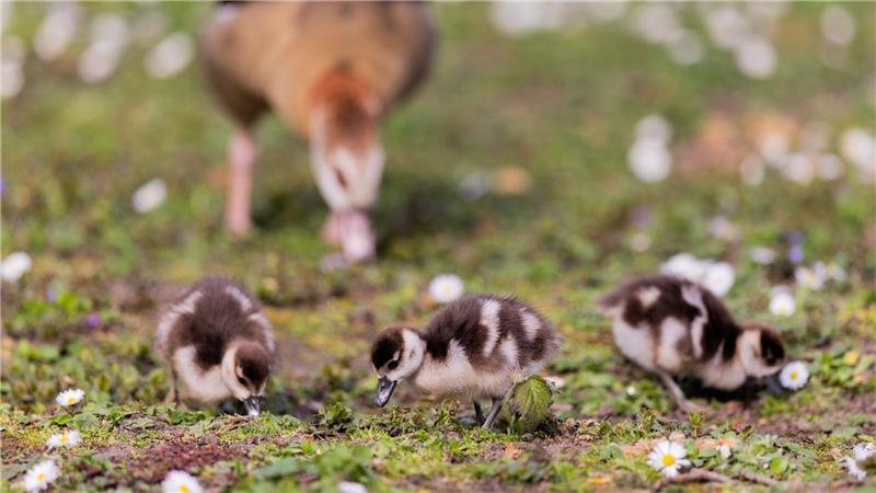 Nilgänse und ihre Küken suchen auf einer Wiese in der Innenstadt von Düsseldorf nach Nahrung. 