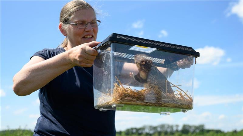 Nina Lipecki, Vorsitzende der AG Feldhamsterschutz Niedersachsen, bringt einen Feldhamster in das Auswilderungsgebiet.