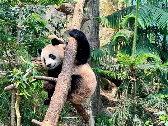 Noch bis zum 20. November können Besucher den kleinen Panda Le Le in seinem Gehege im Zoo in Singapur bestaunen.