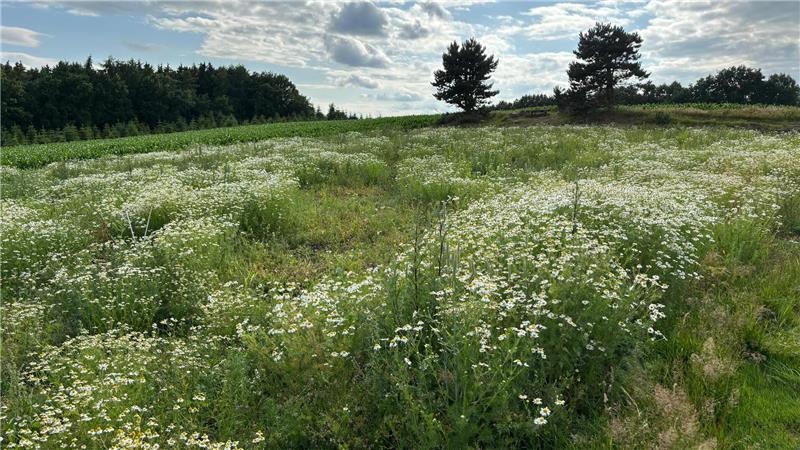 Noch dominiert die Kamille den Bockelsberg. Das soll sich in den nächsten Jahren jedoch ändern.