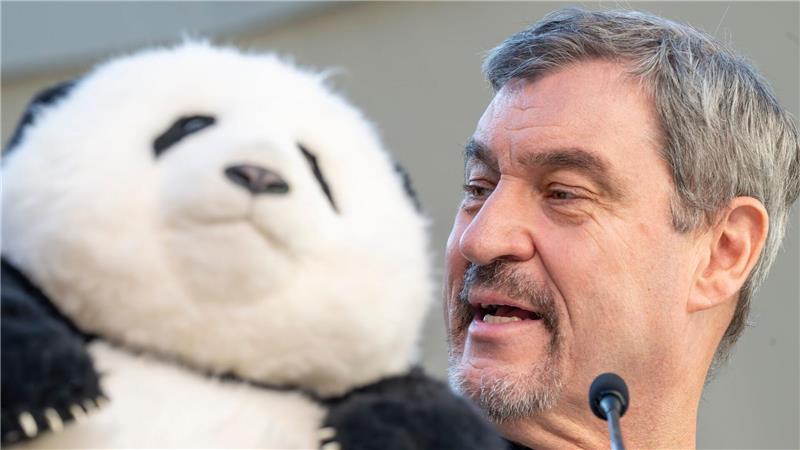 Noch hat Söder (r) nur einen Plüschbären in seinem Büro, doch spätestens 2028 soll es echte Tiere in München geben.