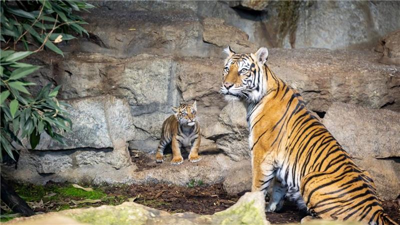 Sumatra-Tiger-Baby im Tierpark Berlin entwickelt sich gut Noch hat das Jungtier keinen Namen.