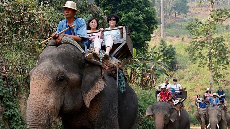 Die Elefantenflüsterin von Chiang Mai Noch immer werden Elefanten in Thailand für Touristenritte ausgebeutet - aber immer mehr Camps steigen auf eine tierfreundlichere Behandlung um. (Archivbild)