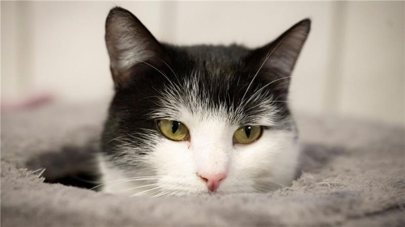 Noch ist Katze Shila im Tierheim in Oldenburg. Doch nun kann sie sich auf ein neues Zuhause freuen. Vermutlich im März zieht die Draufgängerin nach Schweden um.