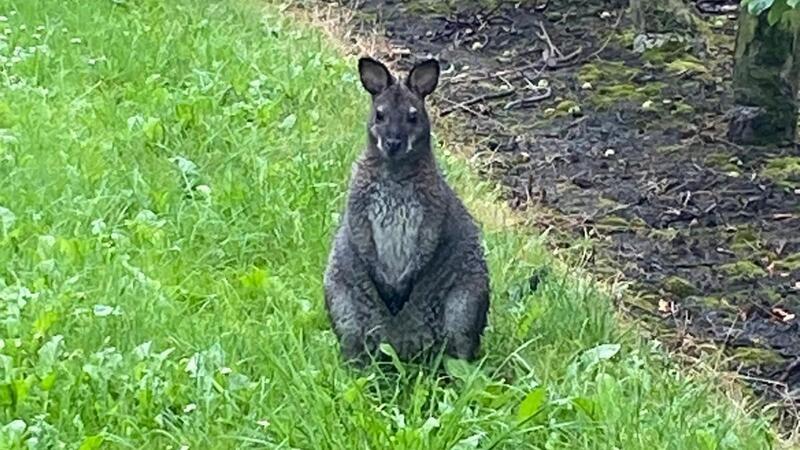 Noch ist das ausgebüxte Känguru nicht gefasst.