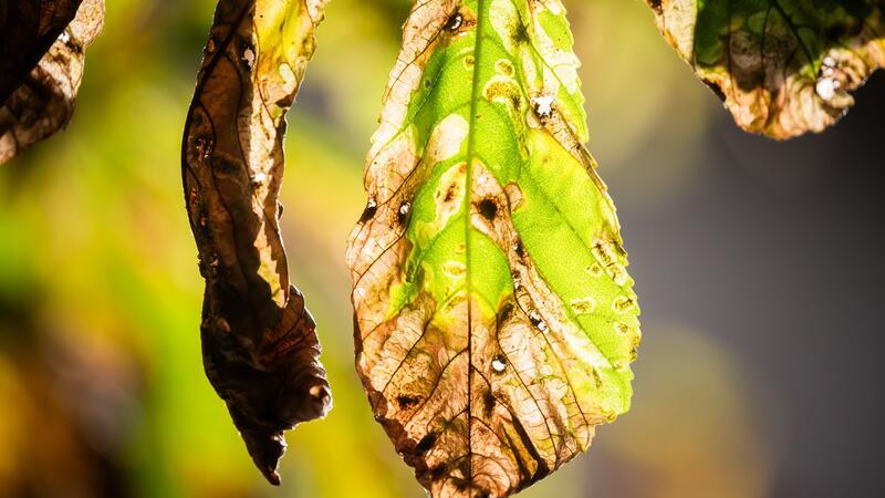 Noch ist der Herbst fern - und doch werfen viele Kastanien schon braune Blätter ab. Schuld ist eine kleine Larve.