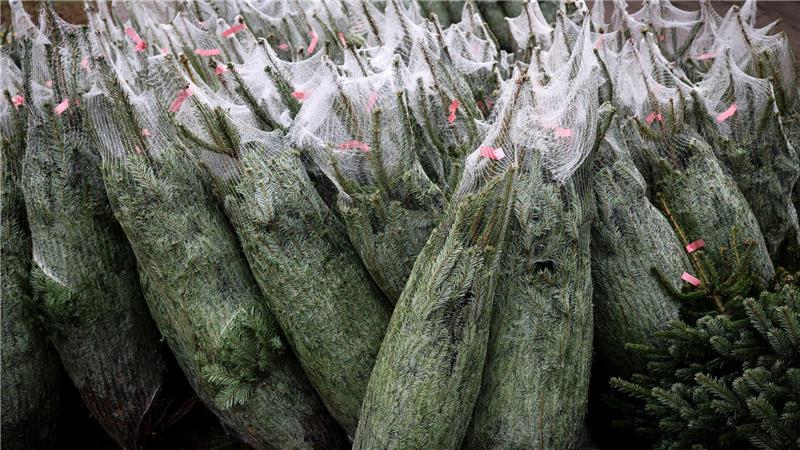 Noch ist die Auswahl an frisch geschlagenen Weihnachtsbäumen groß.