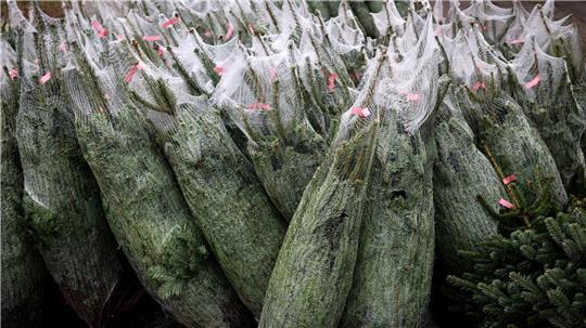 Noch ist die Auswahl an frisch geschlagenen Weihnachtsbäumen groß.