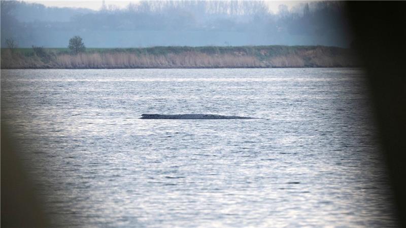 Noch ist im Wasser am Wal nichts vom Rettungsversuch zu sehen.