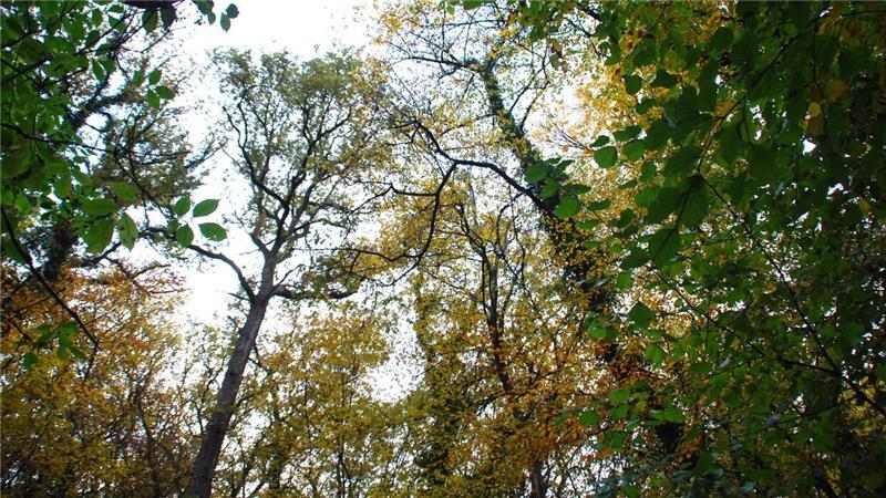 Jägerin aus Deinste fordert: „Wir brauchen ein gutes Wolfsmanagement“ Noch kann man den Wald vor lauter Bäumen sehen - doch das Baumsterben schreitet voran.