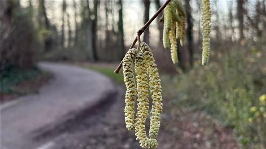 Noch nicht mal Weihnachten, aber schon die ersten Frühlingsboten: An einem Haselstrauch blühen die sogenannten Kätzchen. 