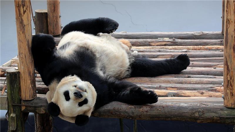 Noch nie wurde einer Studie zufolge so häufig „Dienst nach Vorschrift“ gemacht wie im vergangenen Jahr (Symbolbild).