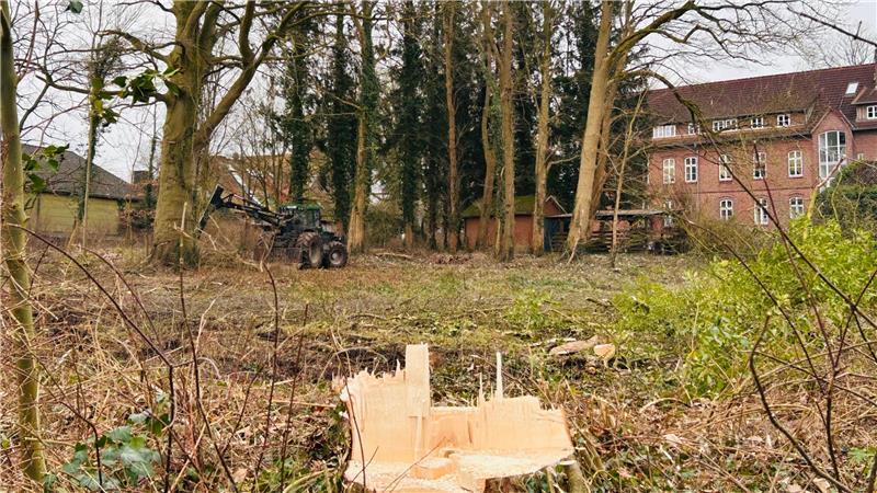 Noch vor wenigen Jahren war das Grundstück hinter dem Steinmetzhaus dicht bewachsen. Nun wird auch die mächtige Buche gefällt, in deren Schatten der bereitstehende Schlepper klein wirkt.