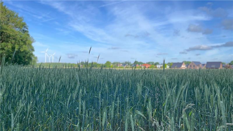 Noch wird die gesamte Fläche als Acker genutzt. „Auf dem Besenriede" will die Gemeinde Himmelpforten ein neues Baugebiet entwickeln. Um den Flächenankauf gibt es Ärger.