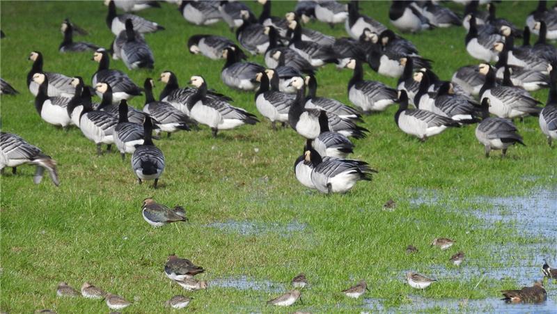 Zugvogeltage: Mitmachen beim Wettstreit zwischen Inseln und Regionen Nonnengänse, Kiebitze und Alpenstrandläufer im überfluteten Kehdinger Vorland.