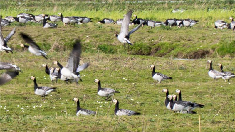 Nonnengänse beobachten den „Vogelkieker“.