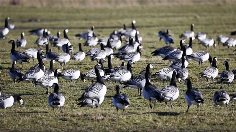Nonnengänse können von Oktober bis Ende Februar zur Vergrämung auf Ackerflächen gejagt werden. (Symbolbild)