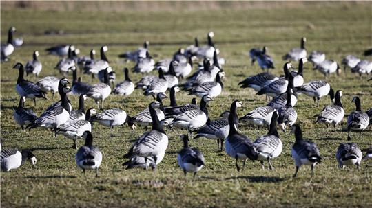 Nonnengänse können von Oktober bis Ende Februar zur Vergrämung auf Ackerflächen gejagt werden. (Symbolbild)