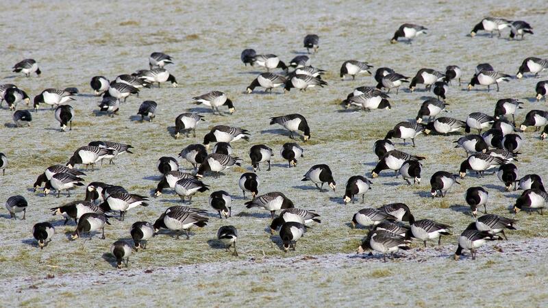 Nonnengänse rasten auf einer winterlichen Weide am Kehdinger Elbufer.