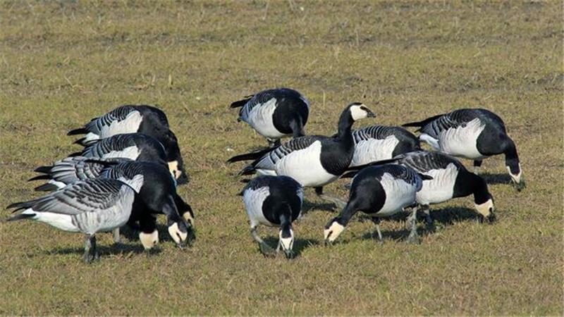 Nonnengänse stärken sich für ihre 2500 Kilometer lange Reise zurück ans Eismeer.