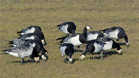 Nonnengänse stärken sich für ihre 2500 Kilometer lange Reise zurück ans Eismeer.