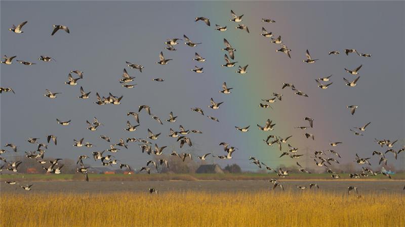 Nonnengänse vor einem Regenbogen in Nordkehdingen.